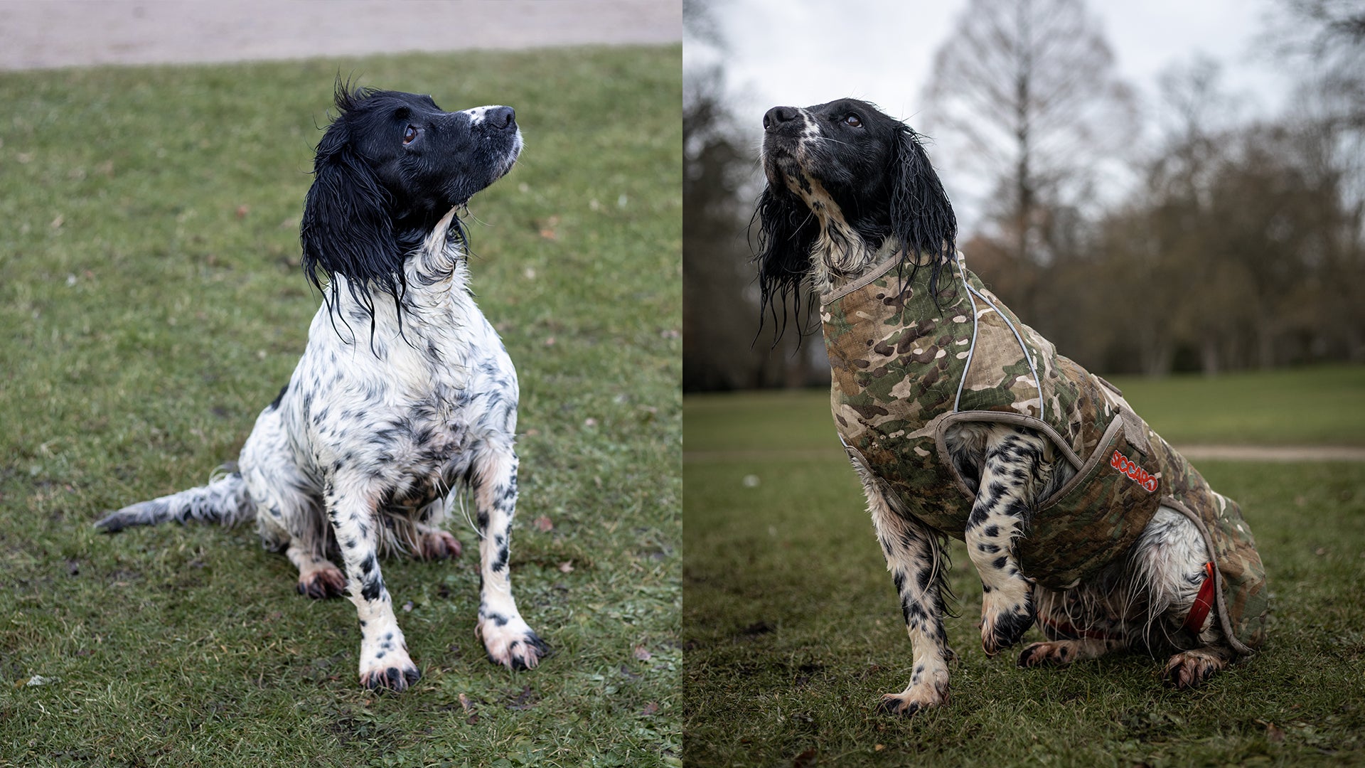 Why you need a drying coat for your gun dog Siccaro