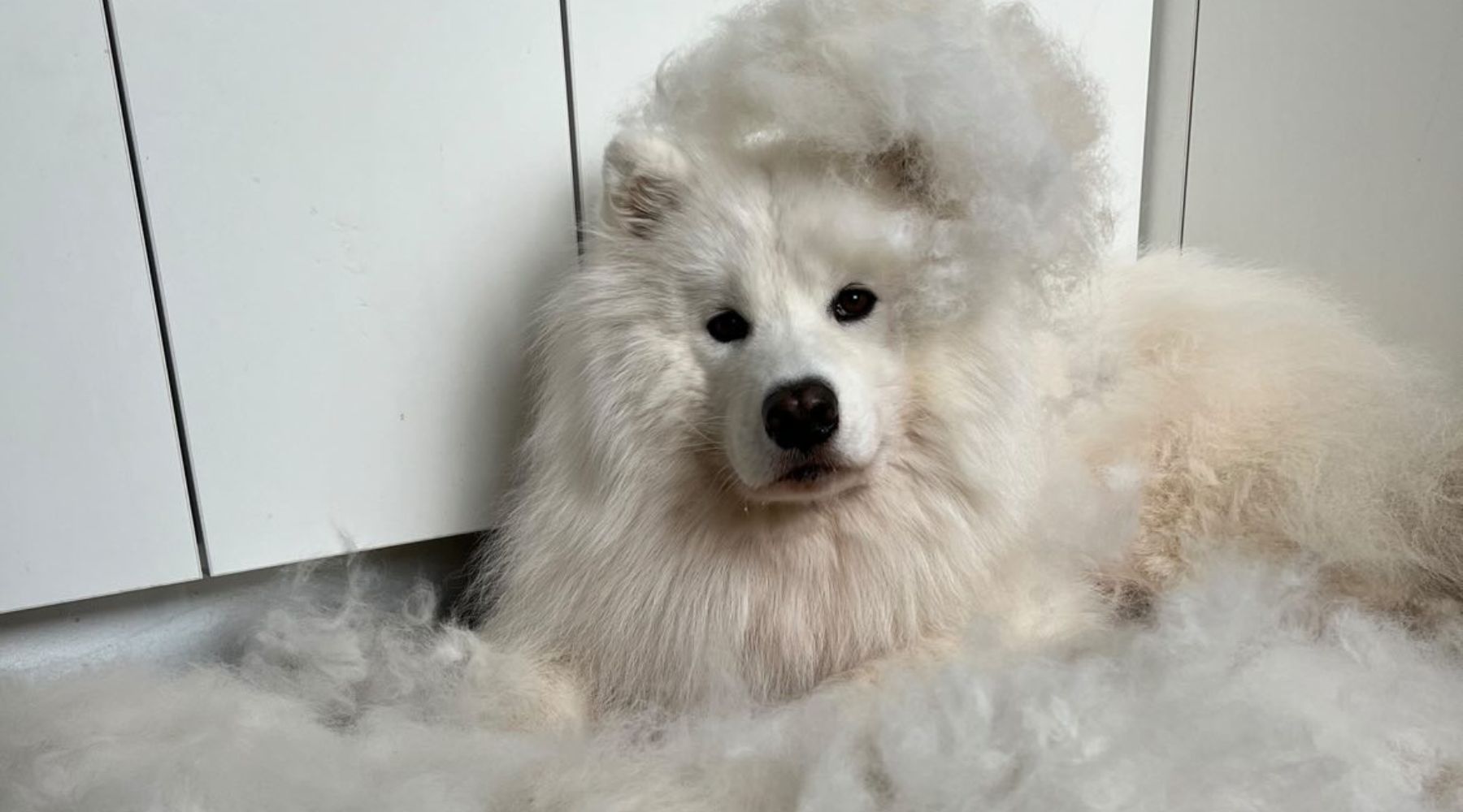 Fashion brush for samoyed