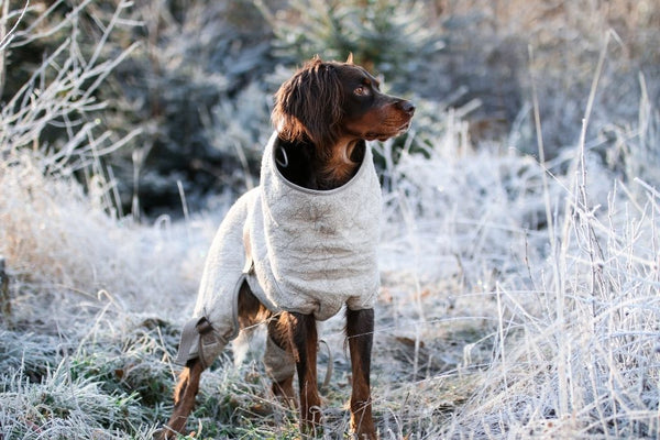 Do dogs get cold like humans?