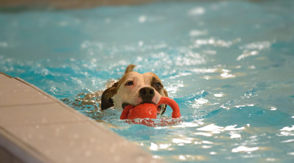 Dog swimming: a fun and healthy way to exercise your dog