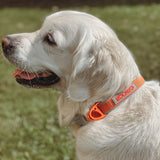 Siccaro Sealines dog collars / 100% recycled nylon Leashes and collars