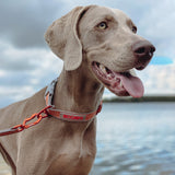 Siccaro Sealines dog collars / 100% recycled nylon Leashes and collars