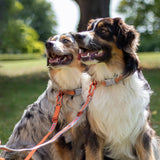 Siccaro Sealines dog leashes / 100% recycled nylon Leashes and collars