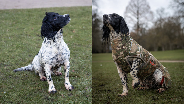Do you go hunting with your dog? Here's why you need a drying coat