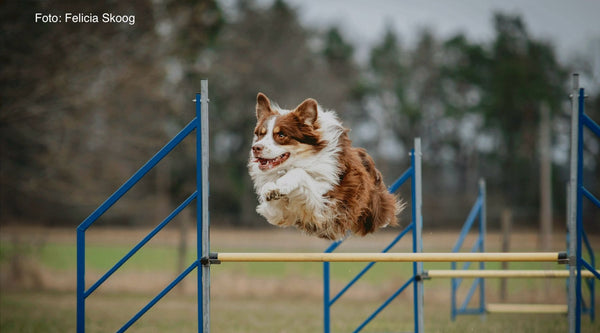 The Fun and Challenging World of Agility