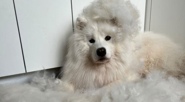 Dog Grooming Advice from a Samoyed Owner