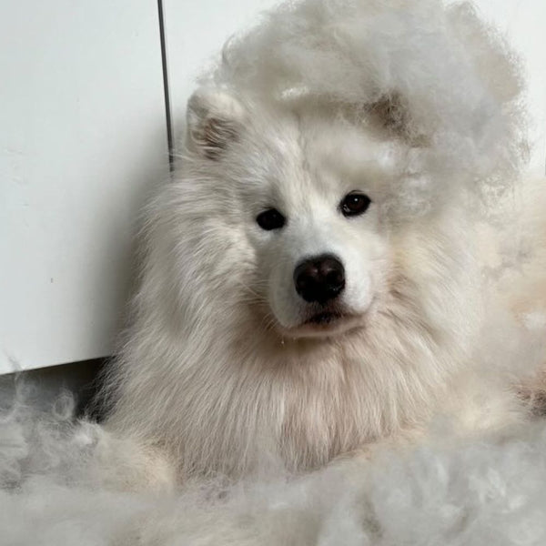 Dog Grooming Advice from a Samoyed Owner