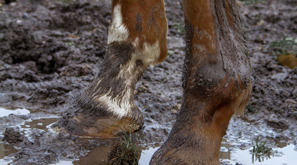 What is mud fever, and how do you prevent it?