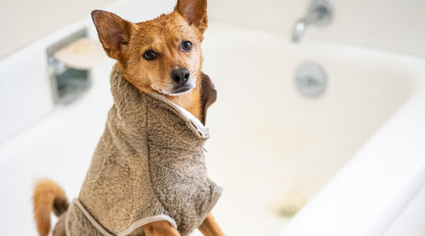 How to give your dog the best bath