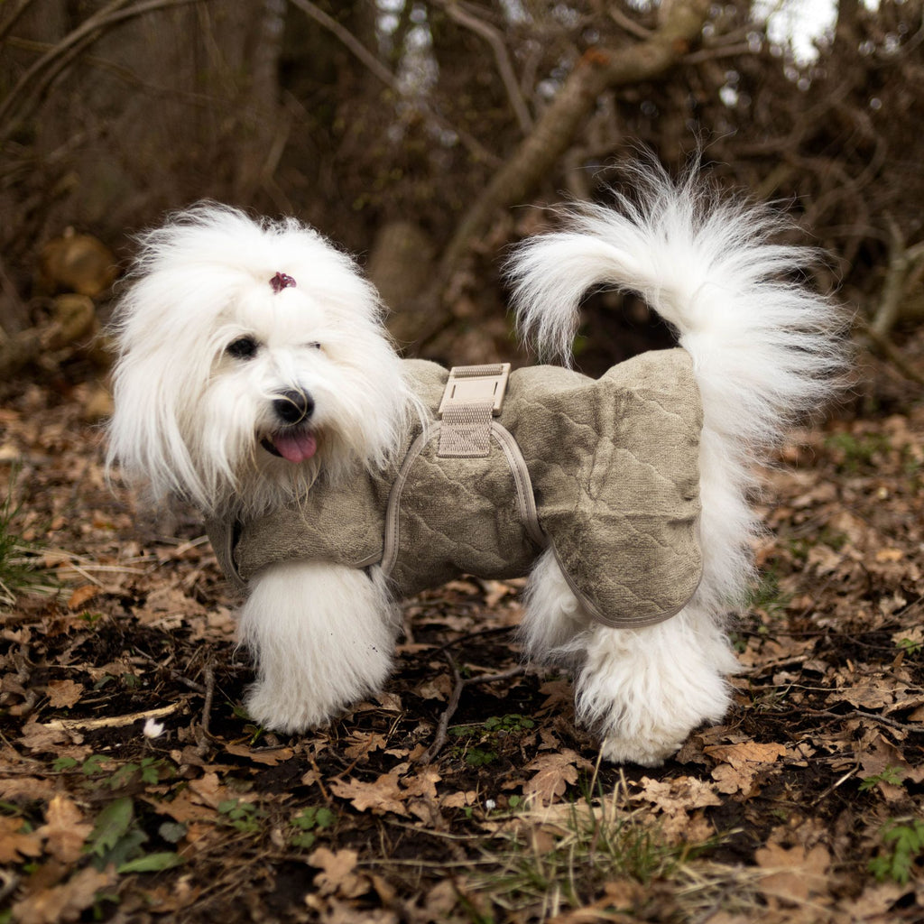 Coton de tulear hot sale small white dog