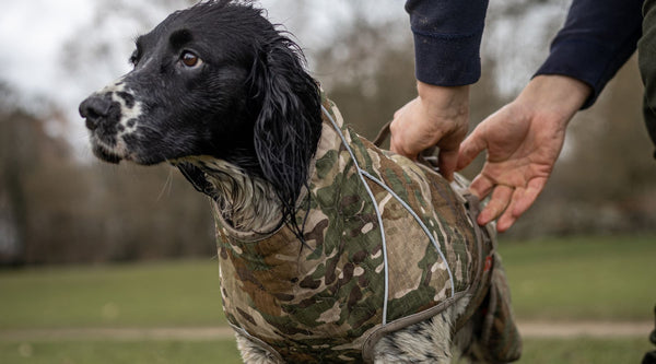 Working dogs deserve the best: gun dogs, field work, or training