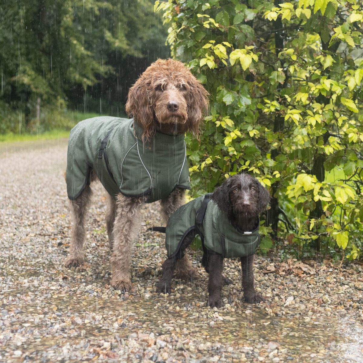 RainForce / 55 | Buy online with fast delivery | Siccaro international