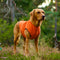 Pro-tect Pro - Large dogs