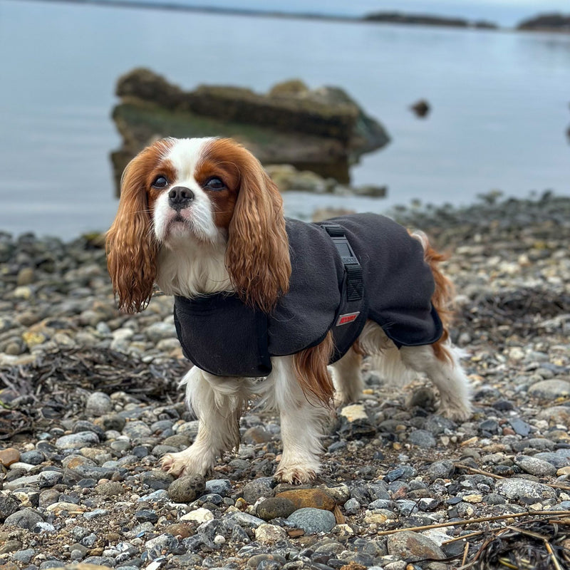 Spaniel Best Dog Coats Dog Coats For Cocker Spaniels Shop