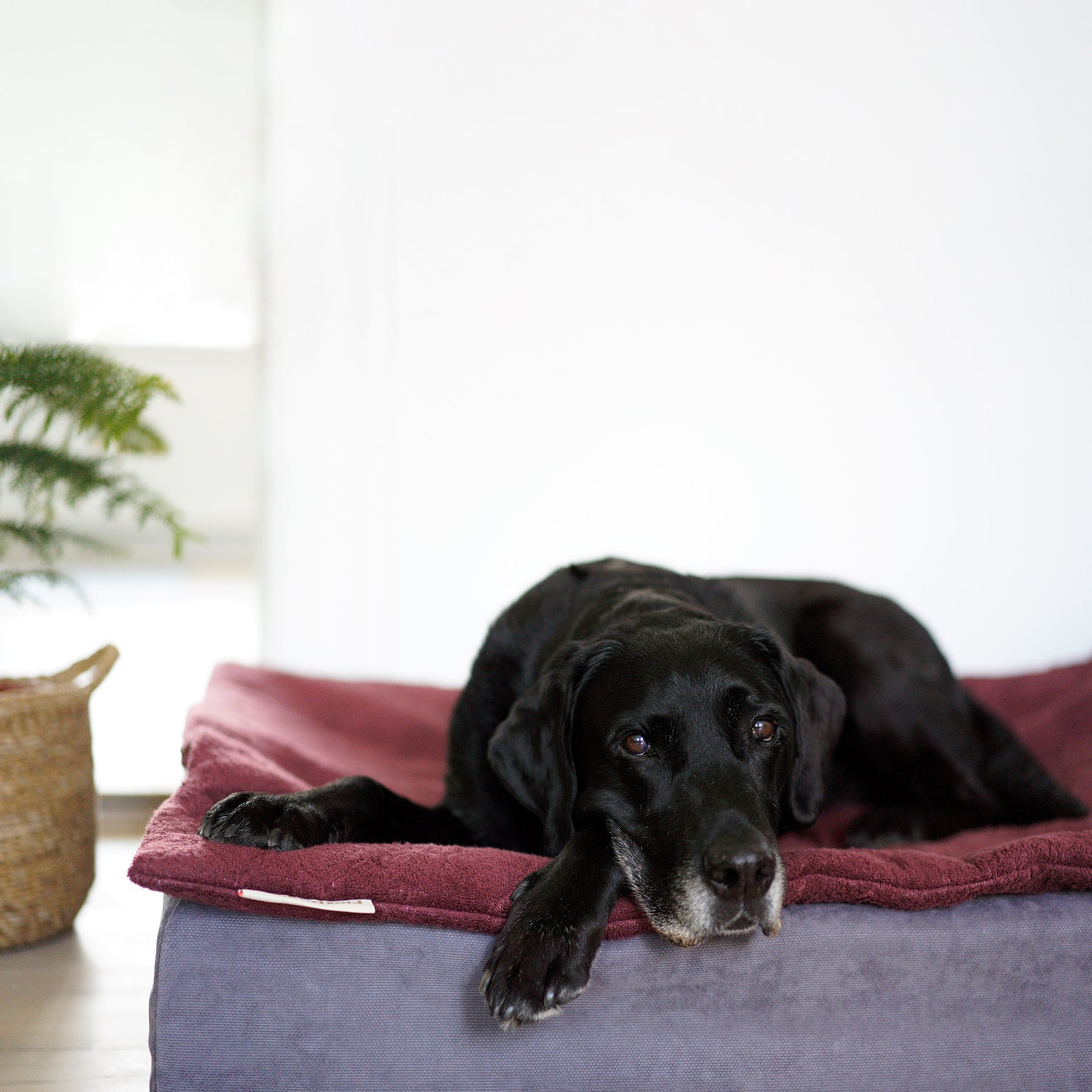 FlexDog Drying Mats / 70x110