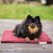 FlexDog Drying Mats / Mini