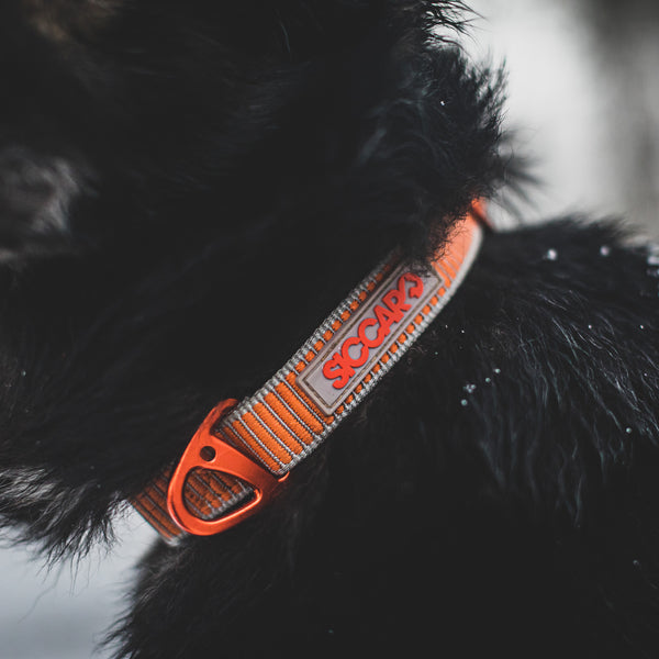 Recycled shop dog collars