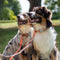 Sealines dog leashes / 100% recycled nylon