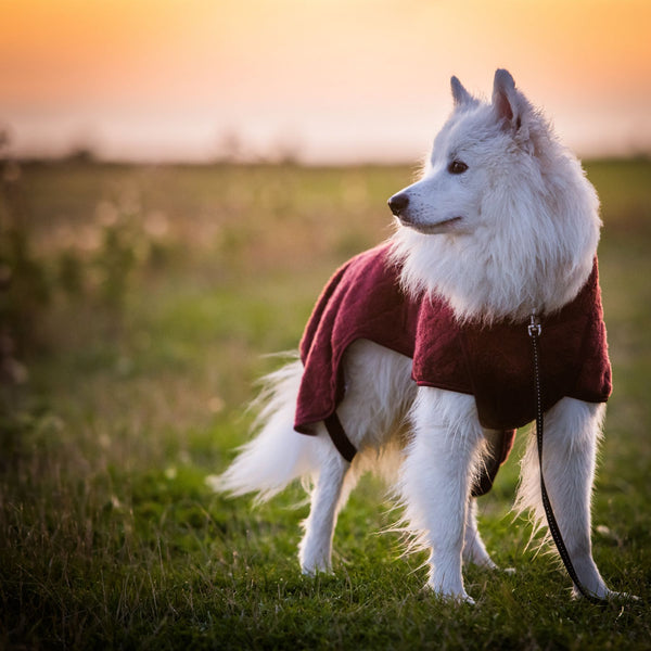 Gun dog drying coat hotsell