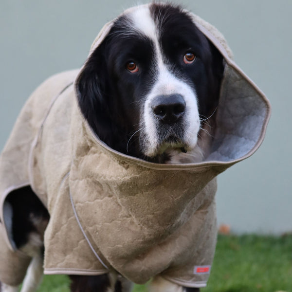 Siccaro dog drying sales robe
