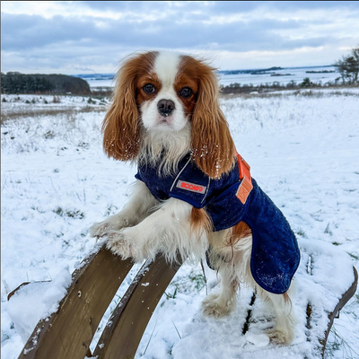 Supreme 30 Buy online with fast delivery Siccaro